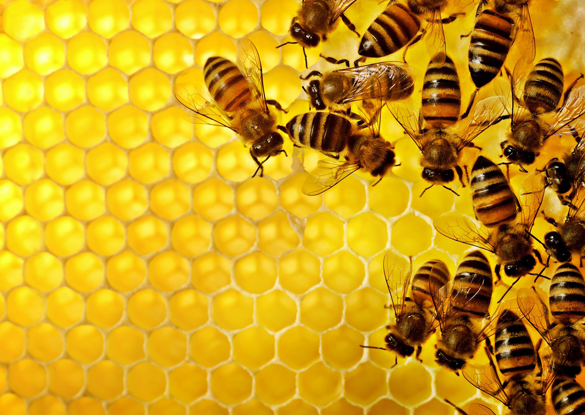 Bee hive | contact center wallboards